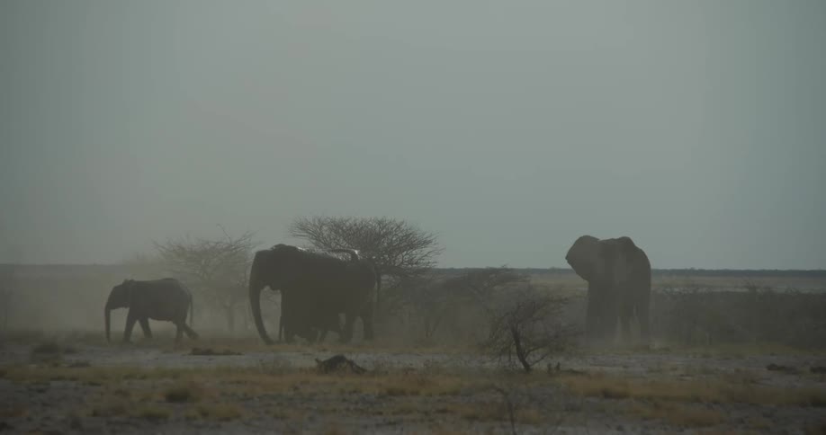 Herd of elephants walking on the african savanna
