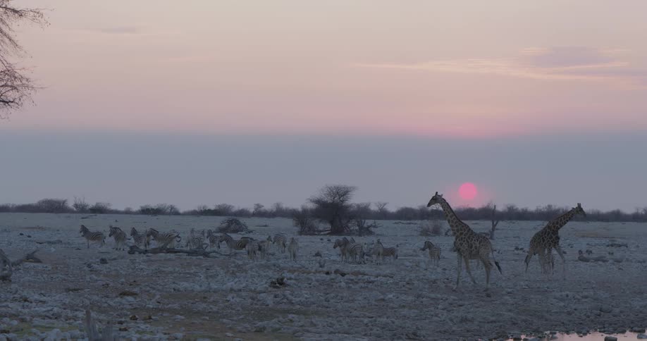 A herd of zebras stands on a snowcovered field in the golden light of sunset