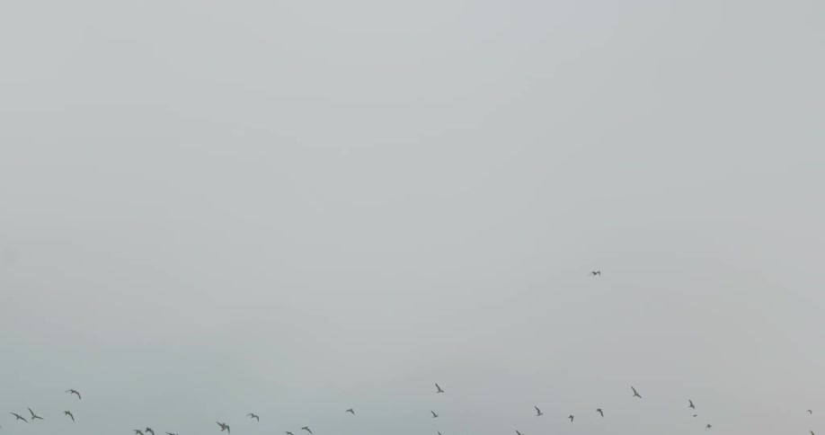 A group of birds soaring through the sky against a backdrop of clouds