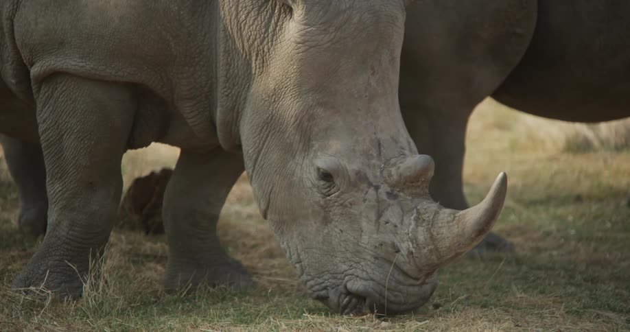 A rhinoceros peacefully grazing on a lawn