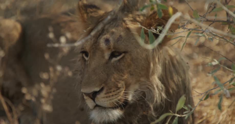 Close up of a young lion