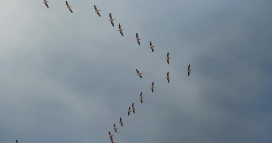 Flock of birds flying in formation across the blue sky