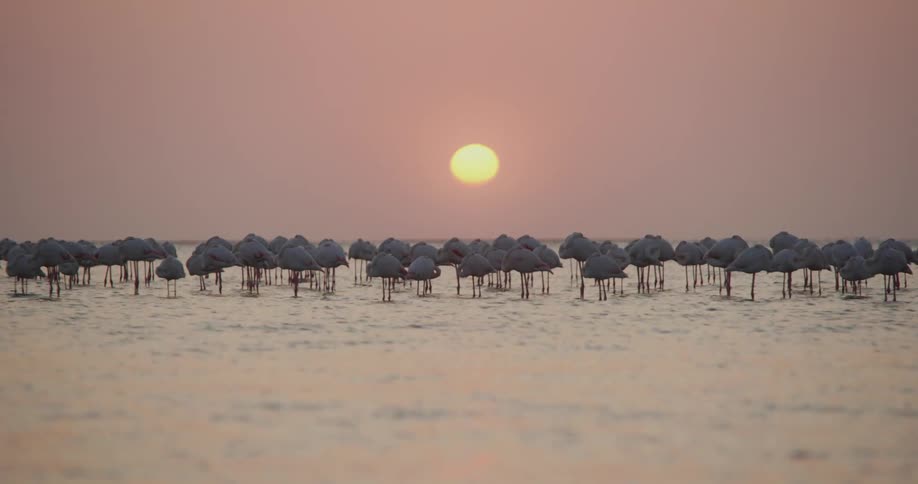 A large group of birds stand in the water