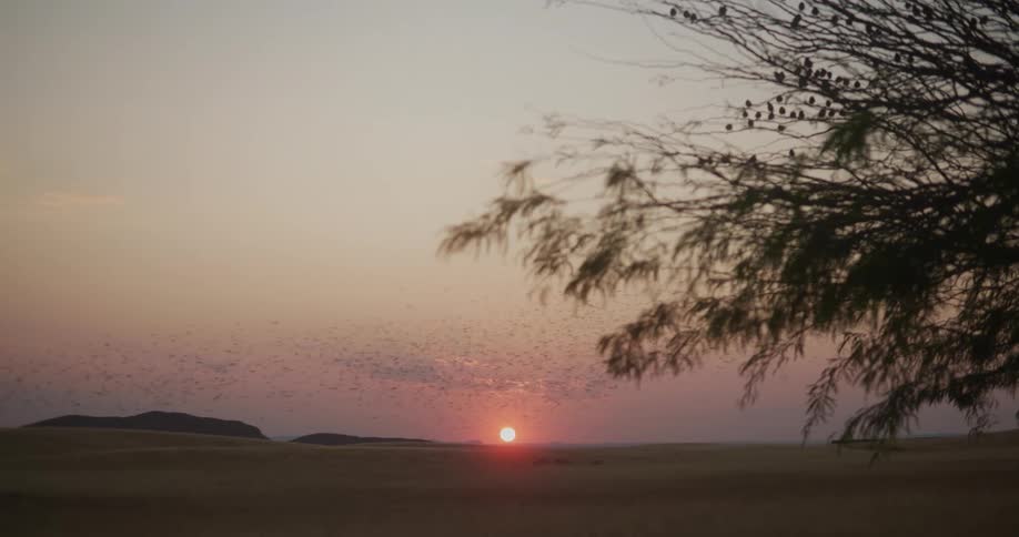 A herd flying across a plain during sunset