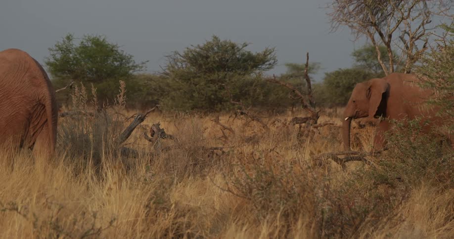 Elephants walking in the midst of the jungle