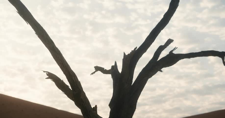 A dead tree in the desert