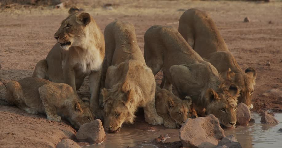 A herd of lions drinking water at the edge of a lake