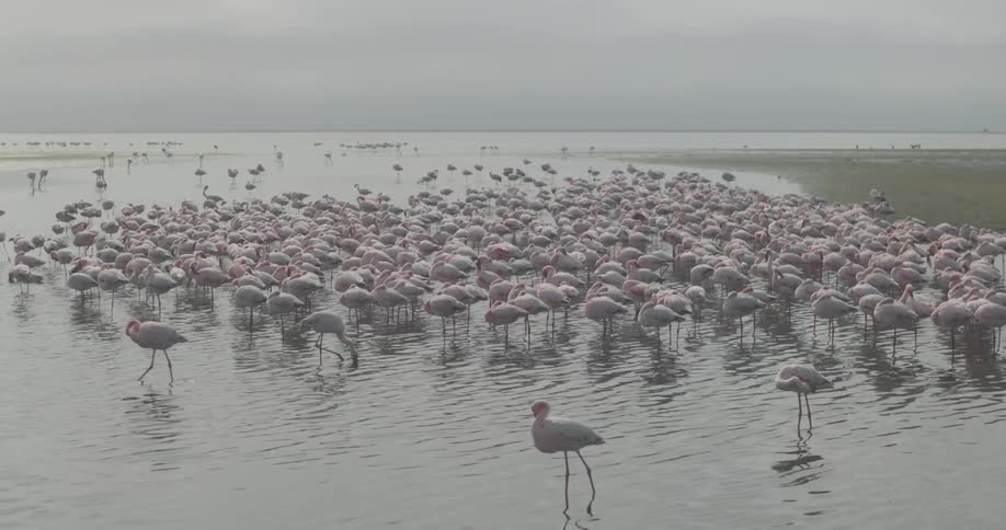A flock of flamingos on the edge of a deserted beach