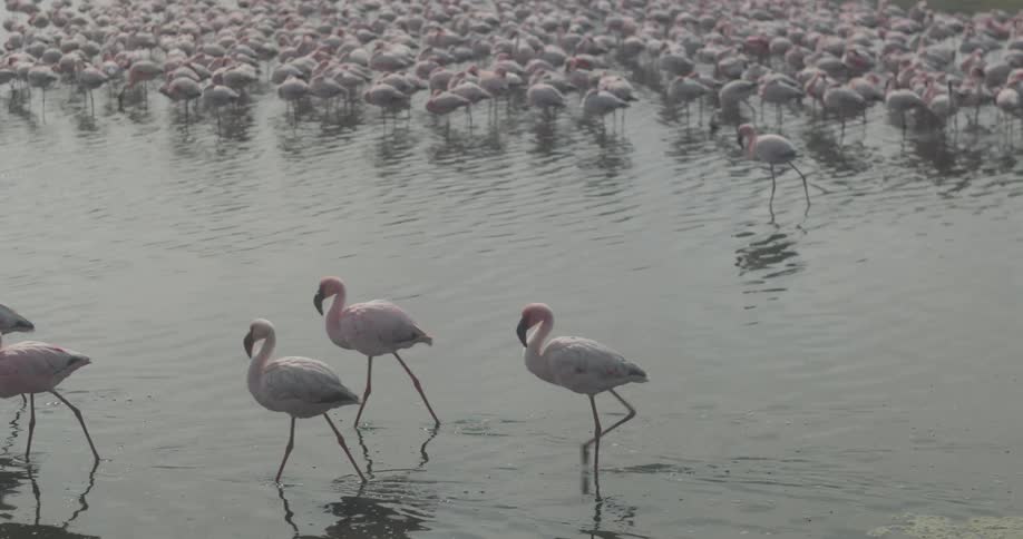 Flock of flamingos in a lake