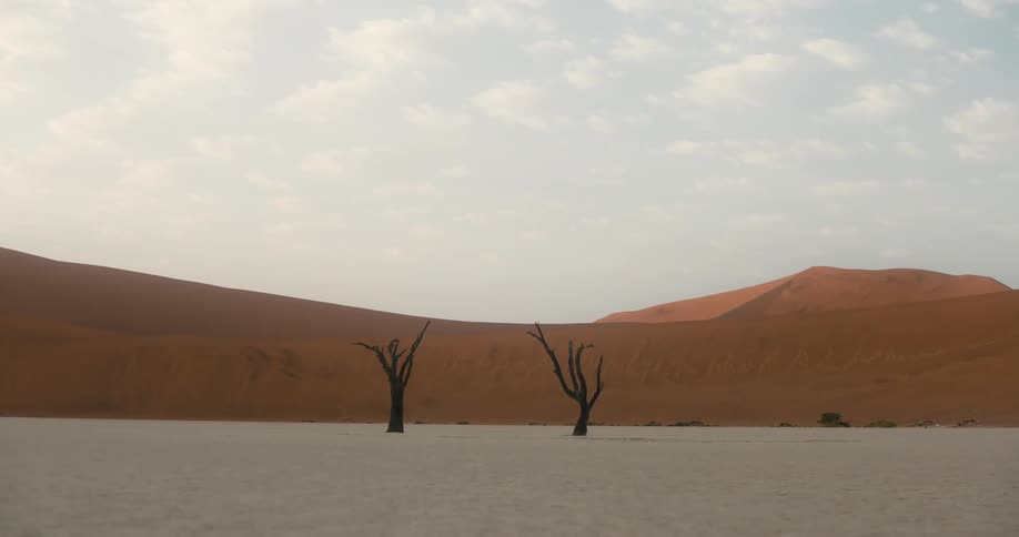 Dry trees in an area in the desert amidst the dunes