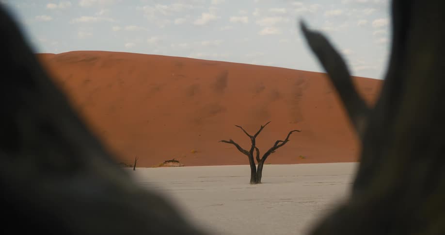 Dead trees in the desert