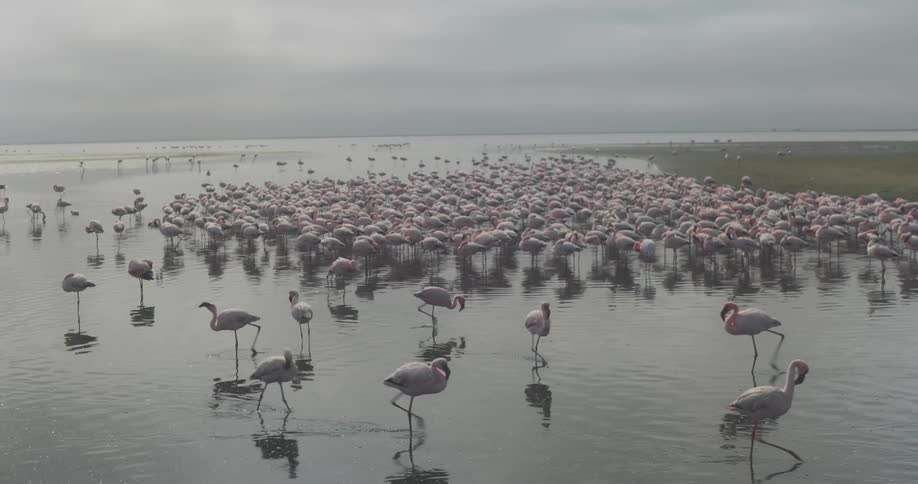 A flock of birds that are in an area with shallow water and many are standing still and others are walking on the water