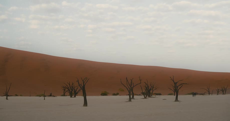 Dead trees in front of a sand dune in the desert