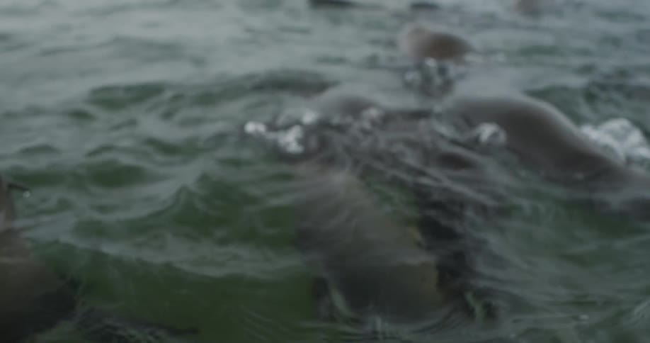 Group of seals in the sea diving and submerged