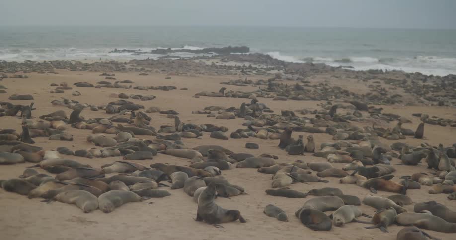 Sea lions resting on the beach next to the ocean