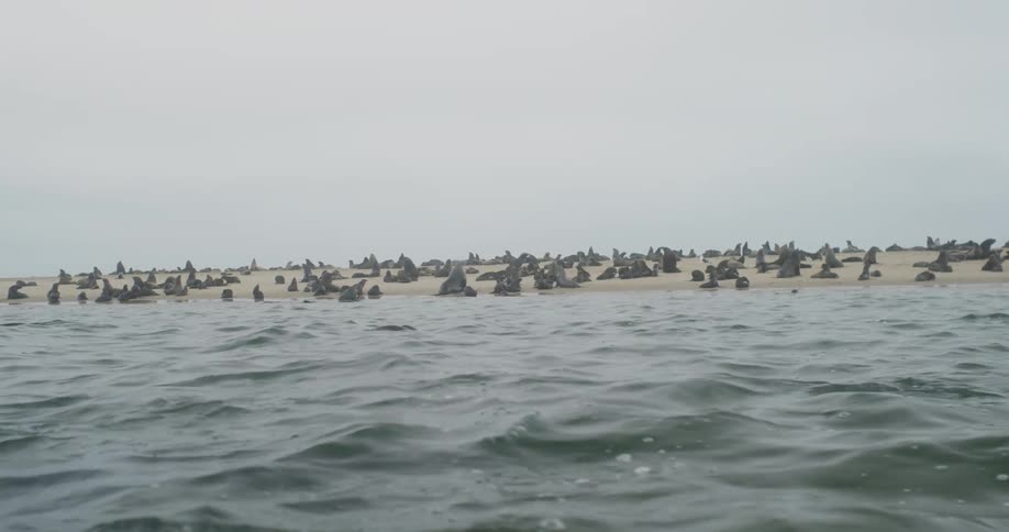 A group of seals are sitting on a sandy beach with some of them swimming in the ocean in the foreground