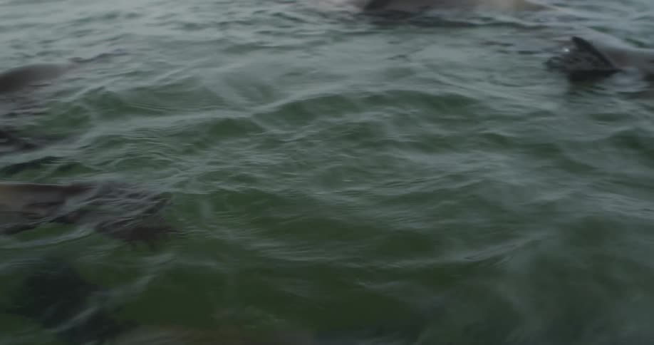 Sea lions on the surface of the sea