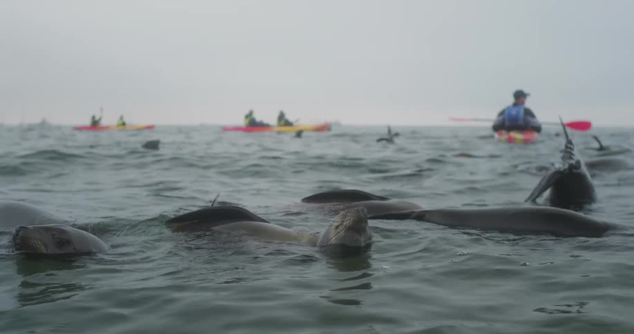 Sea lions on the surface of the sea with people in canoes in a cloudy sky day