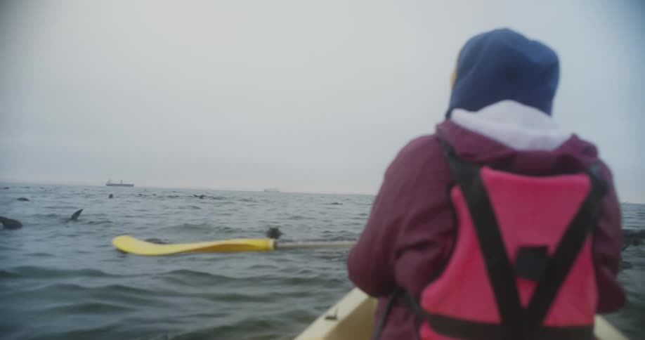 Sea lions playfully swim near kayakers in the ocean