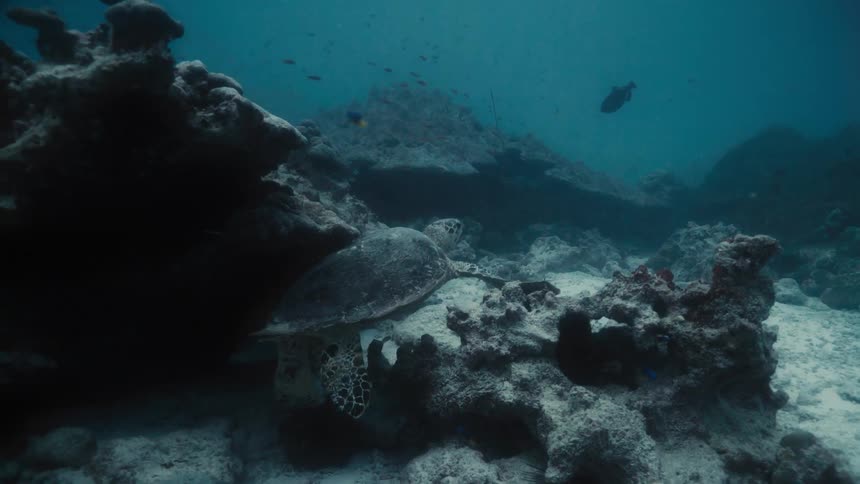 Sea turtle swimming underwater