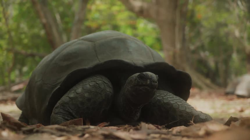 A big old turtle on the forest floor