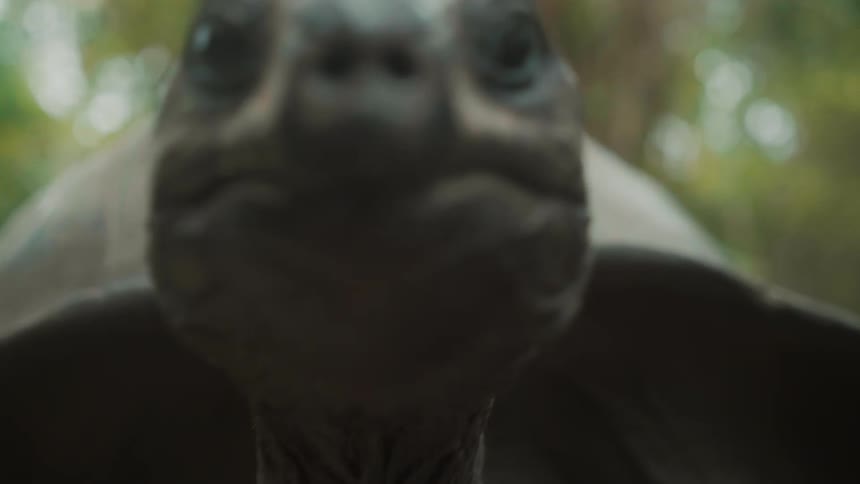The turtle walks slowly forward