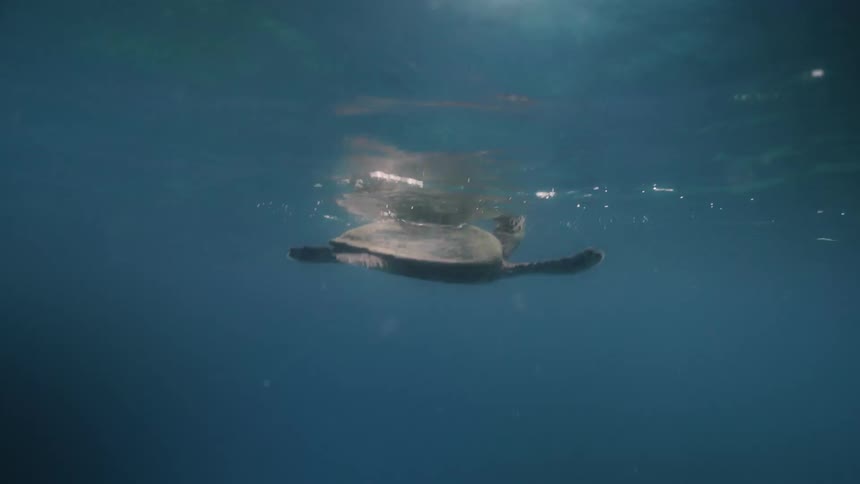 Sea turtle swims underwater