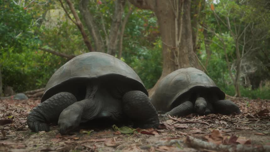Two turtles eating leaves in the middle of a forest