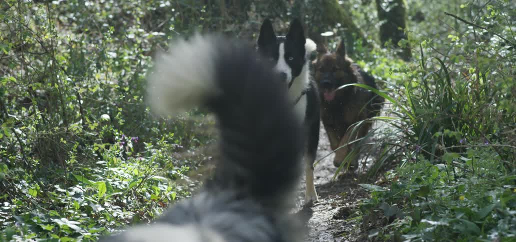 Three dogs running in the forest path