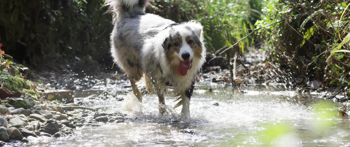 A dog running in the water of a stream