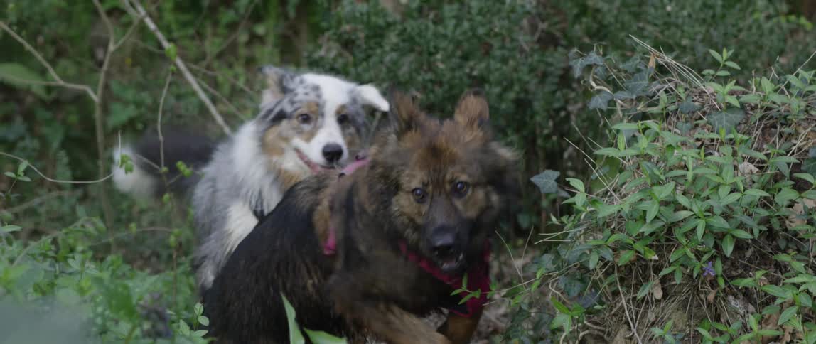 The dogs chase each other in the forest