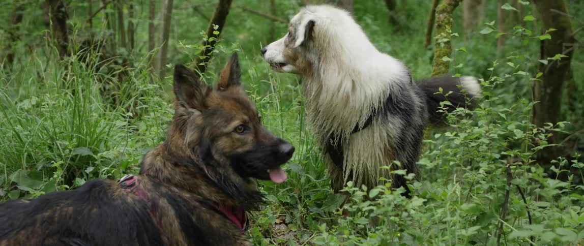 Two dogs in the forest playing