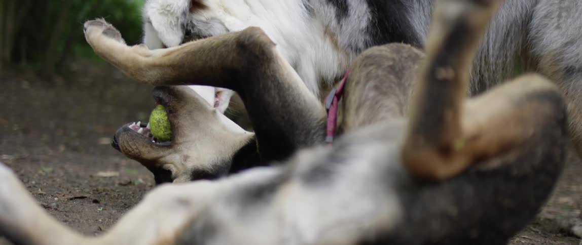 Two dogs one lying on its back playing and holding a tennis ball with its mouth