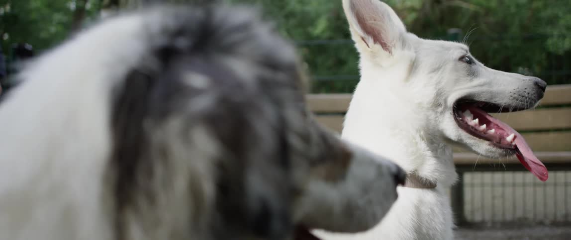 Two dogs sitting and looking up at a person petting them