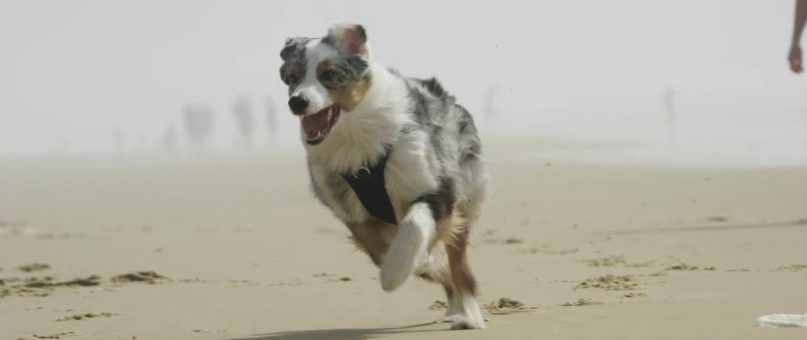 A woman throws a frisbee and her dog chases it