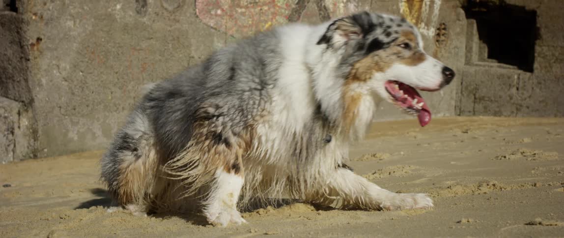 Dog rising from the sand in a natural environment