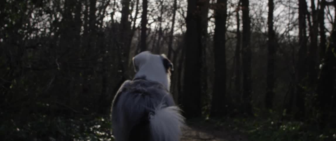 Dog turns to stare at trees before walking toward them on a sunny day