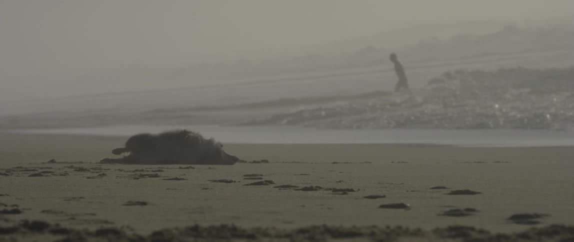 Dog rolling in the beach sand