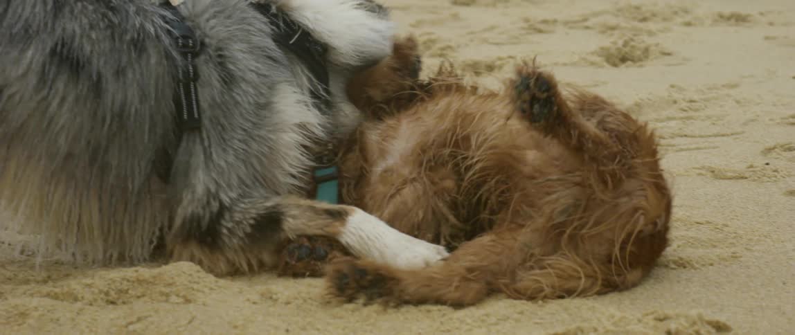 Two dogs are playing on the beach