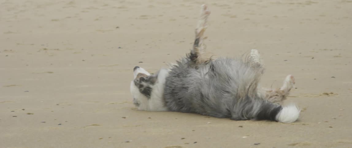 The dog is rolling around in the sand