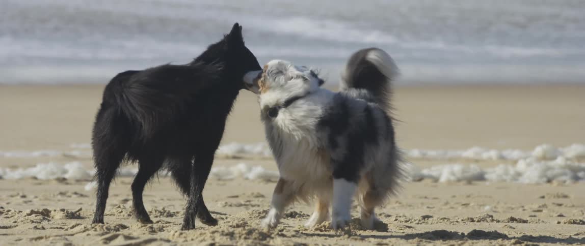 Two dogs play on beach as person walks across sand