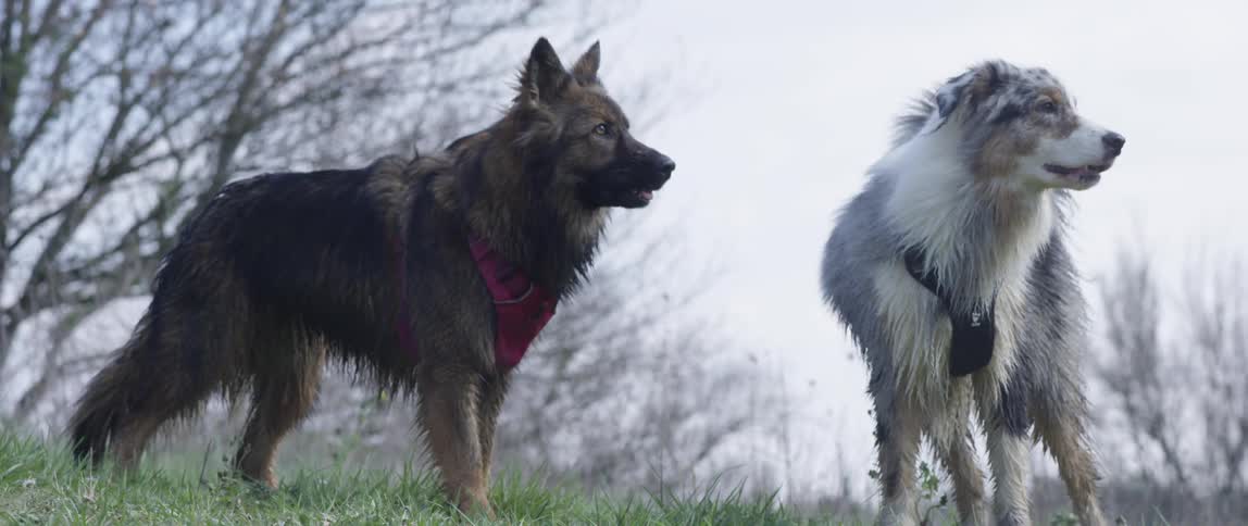 Two dogs facing each other are wet and on a lawn