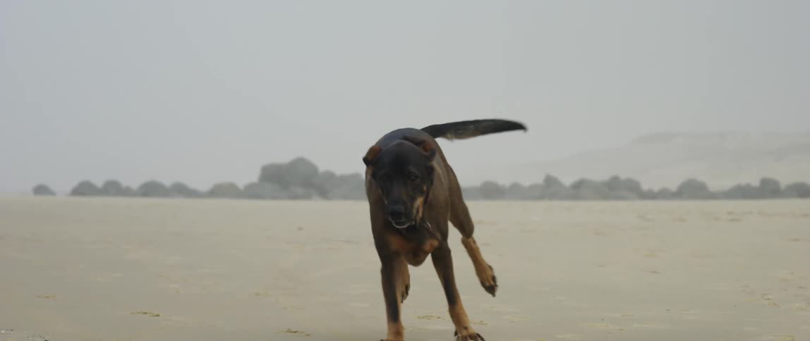 Dogs playing on the beach during the day