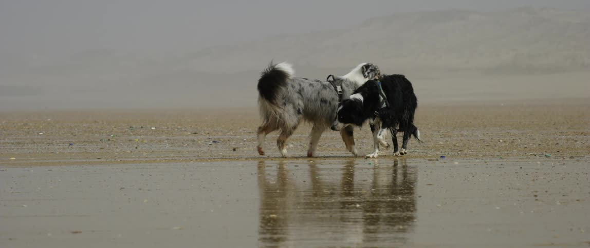 A clip of two dogs playing on the beach