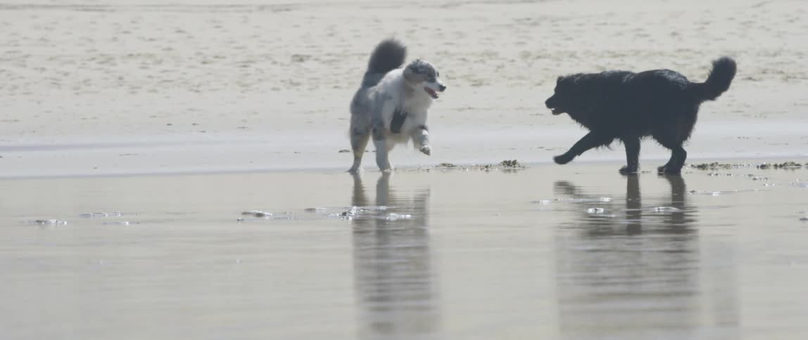 Two dogs playing on the beach