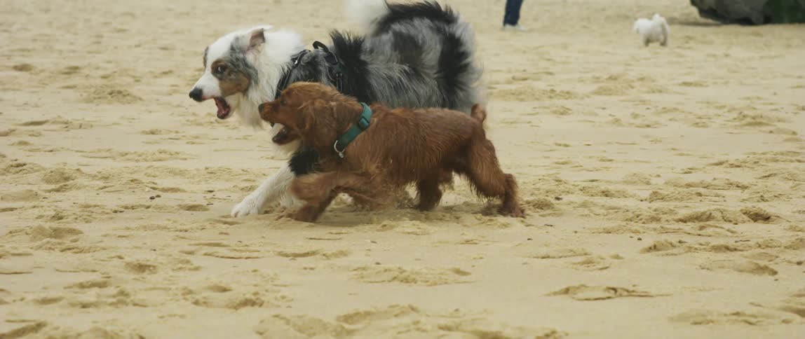 Two dogs are playing on the beach