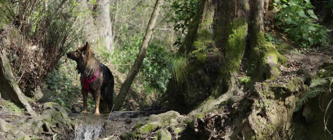 Dog in the midst of a small river in a forest in daylight