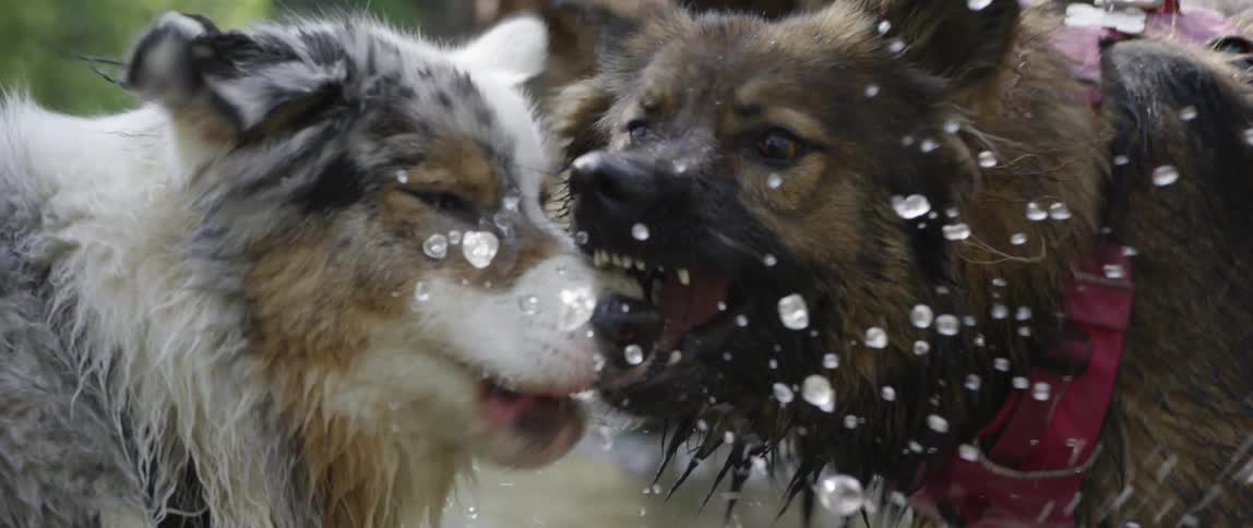 Strapped dogs on a river fighting