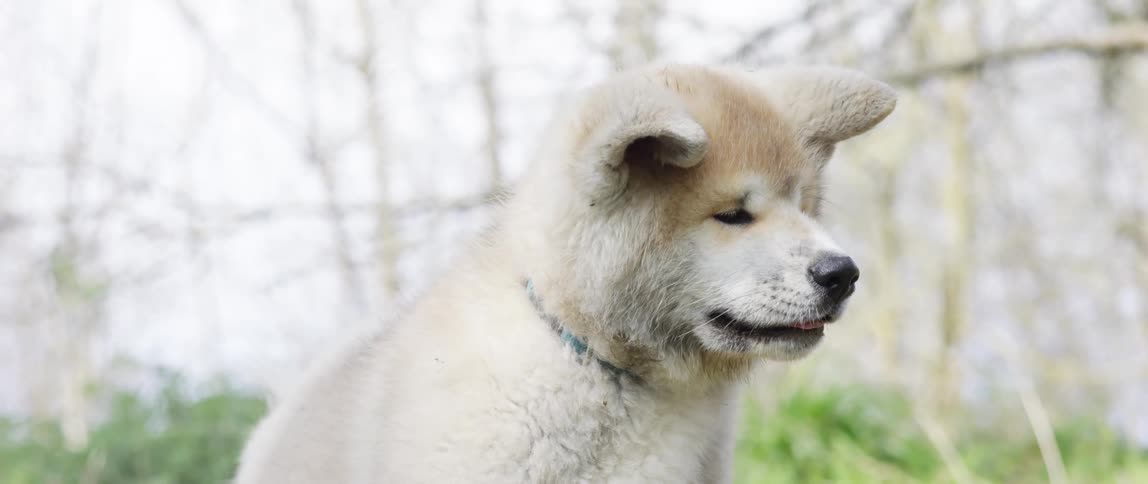 Shiba inu in the midst of nature