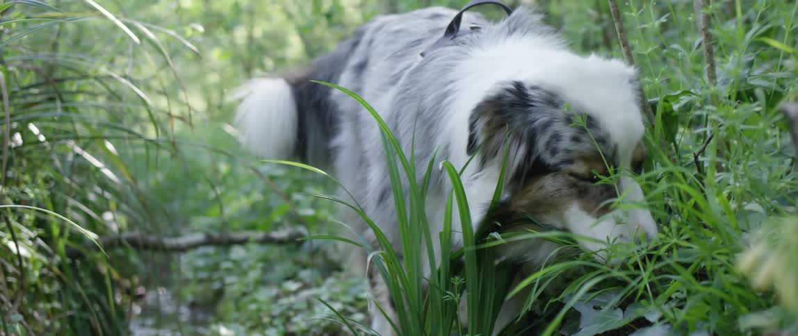 A dog is chewing on some grass
